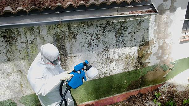 Trusted Black Mold Removal service in Etters, PA - Cheap Mold Removal